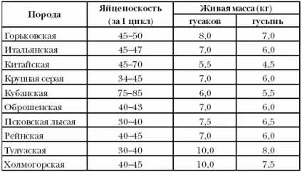 Розведення гусей - секрети бізнесу (розведення) Розведення гусей - секрети бізнесу