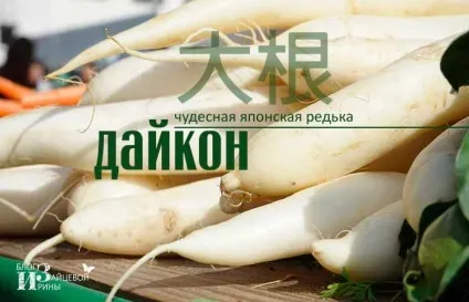 Редька дайкон корисні властивості і протипоказання (редька) Редька дайкон корисні властивості і протипоказання