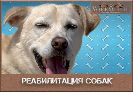 Реабілітація собак після операції, на хребті, на суглобі (реабілітація) Реабілітація собак після операції, на хребті, на суглобі