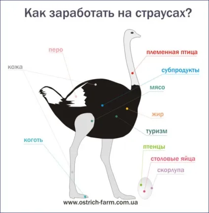 Розведення страусів в домашніх умовах (розведення страусів домашніt умови) Розведення страусів в домашніх умовах