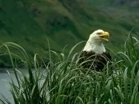 Орлан-білохвіст, орлан-білохвіст (haliaeetus albicilla) фото середовище проживання ареал кочують (haliaeetus) Орлан-білохвіст, орлан-білохвіст (haliaeetus albicilla) фото середовище проживання ареал кочують