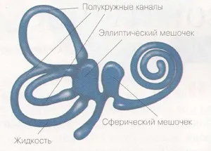Орган рівноваги, як працює орган рівноваги людини (працює орган рівноваги) Орган рівноваги, як працює орган рівноваги людини