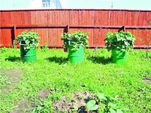 Оригінальні ідеї для дачі своїми руками (своїми) Оригінальні ідеї для дачі своїми руками