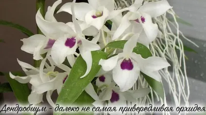 Орхідея дендробиум нобілі - догляд в домашніх умовах за квіткою