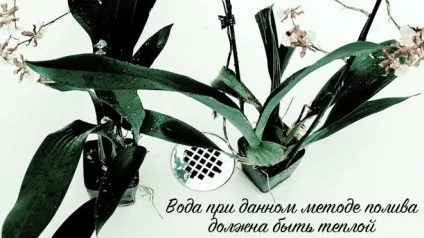 Орхідея дендробиум нобілі - догляд в домашніх умовах за квіткою