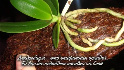 Орхідея дендробиум нобілі - догляд в домашніх умовах за квіткою