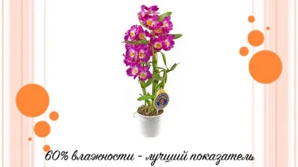 Орхідея дендробиум нобілі - догляд в домашніх умовах за квіткою
