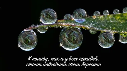 Орхідея дендробиум нобілі - догляд в домашніх умовах за квіткою