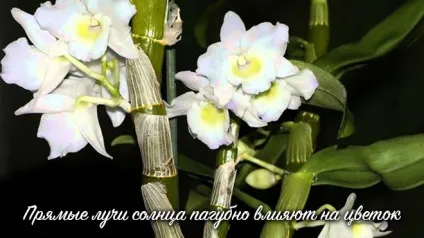 Орхідея дендробиум нобілі - догляд в домашніх умовах за квіткою
