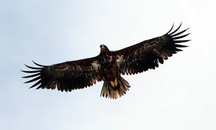 Орлан-білохвіст, орлан-білохвіст (haliaeetus albicilla) фото середовище проживання ареал кочують (проживання) Орлан-білохвіст, орлан-білохвіст (haliaeetus albicilla) фото середовище проживання ареал кочують