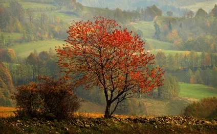 Осіння природа - красиві фото природи восени (красиві) Осіння природа - красиві фото природи восени
