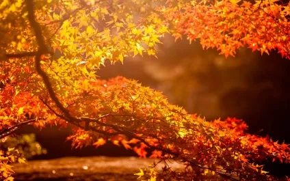 Осіння природа - красиві фото природи восени (восени) Осіння природа - красиві фото природи восени