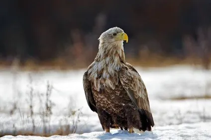 Орлан-білохвіст, орлан-білохвіст (haliaeetus albicilla) фото середовище проживання ареал кочують (albicilla) Орлан-білохвіст, орлан-білохвіст (haliaeetus albicilla) фото середовище проживання ареал кочують