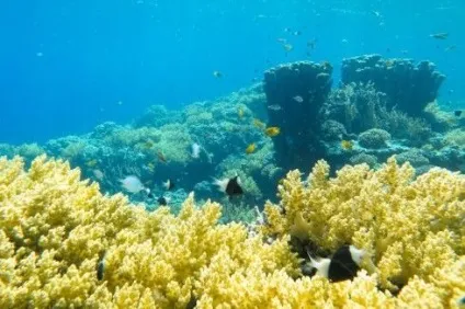 Основи підводної зйомки