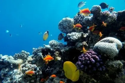 Основи підводної зйомки