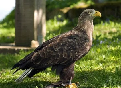 Орлан-білохвіст, орлан-білохвіст (haliaeetus albicilla) фото середовище проживання ареал кочують (haliaeetus) Орлан-білохвіст, орлан-білохвіст (haliaeetus albicilla) фото середовище проживання ареал кочують