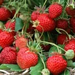 Ремонтантна суниця вирощування з насіння і догляд, висадка в грунт (насіння) Ремонтантна суниця вирощування з насіння і догляд, висадка в грунт
