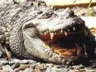 Рептилії, рептилії (reptilia) змії, плазуни варан, рептилії, гекон, крокодил, черепаха, (reptilia) Рептилії, рептилії (reptilia) змії, плазуни варан, рептилії, гекон, крокодил, черепаха,