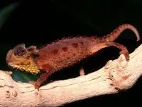 Рептилії, рептилії (reptilia) змії, плазуни варан, рептилії, гекон, крокодил, черепаха, (рептилії) Рептилії, рептилії (reptilia) змії, плазуни варан, рептилії, гекон, крокодил, черепаха,