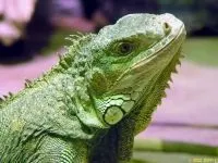 Рептилії, рептилії (reptilia) змії, плазуни варан, рептилії, гекон, крокодил, черепаха, (рептилії) Рептилії, рептилії (reptilia) змії, плазуни варан, рептилії, гекон, крокодил, черепаха,