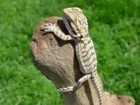 Рептилії, рептилії (reptilia) змії, плазуни варан, рептилії, гекон, крокодил, черепаха, (рептилії) Рептилії, рептилії (reptilia) змії, плазуни варан, рептилії, гекон, крокодил, черепаха,