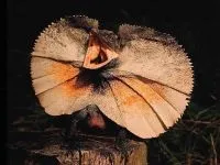Рептилії, рептилії (reptilia) змії, плазуни варан, рептилії, гекон, крокодил, черепаха, (плазуни) Рептилії, рептилії (reptilia) змії, плазуни варан, рептилії, гекон, крокодил, черепаха,