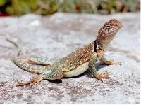 Рептилії, рептилії (reptilia) змії, плазуни варан, рептилії, гекон, крокодил, черепаха, (reptilia) Рептилії, рептилії (reptilia) змії, плазуни варан, рептилії, гекон, крокодил, черепаха,