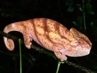 Рептилії, рептилії (reptilia) змії, плазуни варан, рептилії, гекон, крокодил, черепаха, (змії) Рептилії, рептилії (reptilia) змії, плазуни варан, рептилії, гекон, крокодил, черепаха,