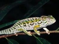 Рептилії, рептилії (reptilia) змії, плазуни варан, рептилії, гекон, крокодил, черепаха, (змії) Рептилії, рептилії (reptilia) змії, плазуни варан, рептилії, гекон, крокодил, черепаха,