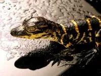 Рептилії, рептилії (reptilia) змії, плазуни варан, рептилії, гекон, крокодил, черепаха, (reptilia) Рептилії, рептилії (reptilia) змії, плазуни варан, рептилії, гекон, крокодил, черепаха,