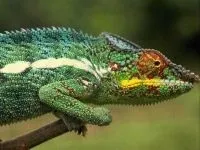 Рептилії, рептилії (reptilia) змії, плазуни варан, рептилії, гекон, крокодил, черепаха, (рептилії) Рептилії, рептилії (reptilia) змії, плазуни варан, рептилії, гекон, крокодил, черепаха,