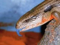 Рептилії, рептилії (reptilia) змії, плазуни варан, рептилії, гекон, крокодил, черепаха, (змії) Рептилії, рептилії (reptilia) змії, плазуни варан, рептилії, гекон, крокодил, черепаха,
