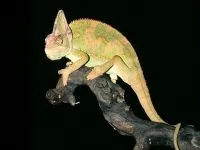 Рептилії, рептилії (reptilia) змії, плазуни варан, рептилії, гекон, крокодил, черепаха, (reptilia) Рептилії, рептилії (reptilia) змії, плазуни варан, рептилії, гекон, крокодил, черепаха,