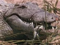Рептилії, рептилії (reptilia) змії, плазуни варан, рептилії, гекон, крокодил, черепаха, (reptilia) Рептилії, рептилії (reptilia) змії, плазуни варан, рептилії, гекон, крокодил, черепаха,