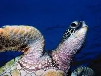 Рептилії, рептилії (reptilia) змії, плазуни варан, рептилії, гекон, крокодил, черепаха, (reptilia) Рептилії, рептилії (reptilia) змії, плазуни варан, рептилії, гекон, крокодил, черепаха,