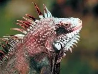 Рептилії, рептилії (reptilia) змії, плазуни варан, рептилії, гекон, крокодил, черепаха, (змії) Рептилії, рептилії (reptilia) змії, плазуни варан, рептилії, гекон, крокодил, черепаха,