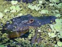 Рептилії, рептилії (reptilia) змії, плазуни варан, рептилії, гекон, крокодил, черепаха, (плазуни) Рептилії, рептилії (reptilia) змії, плазуни варан, рептилії, гекон, крокодил, черепаха,