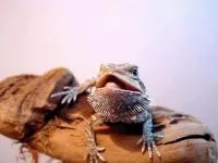 Рептилії, рептилії (reptilia) змії, плазуни варан, рептилії, гекон, крокодил, черепаха, (reptilia) Рептилії, рептилії (reptilia) змії, плазуни варан, рептилії, гекон, крокодил, черепаха,