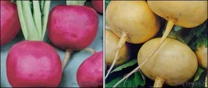 Ріпа вирощування з насіння (вирощування) Ріпа вирощування з насіння