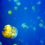 риба камінь