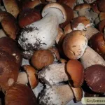 Рецепт рагу з грибами, м'ясом і картоплею (рагу м'ясом картоплею) Рецепт рагу з грибами, м'ясом і картоплею