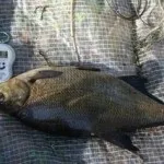 Рецепти юшки готуємо на рибалці (поради бувалих) Рецепти юшки готуємо на рибалці