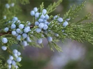 Рецепти з народних засобів від молочниці у чоловіків