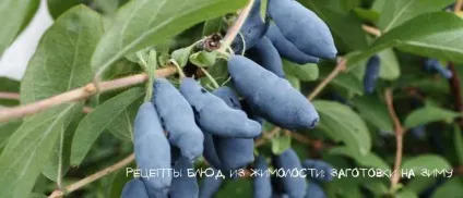 Рецепти страв з жимолості заготовки на зиму (зиму) Рецепти страв з жимолості заготовки на зиму