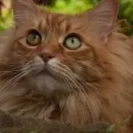 Рудий кіт (50 фото) які породи, великий і нахабний, красивий і пухнастий, смугастий кошеня, відео (рудий) Рудий кіт (50 фото) які породи, великий і нахабний, красивий і пухнастий, смугастий кошеня, відео