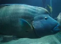 Риби для акваріума