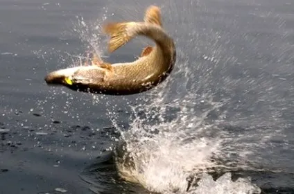 Риб'ячі сліди на воді