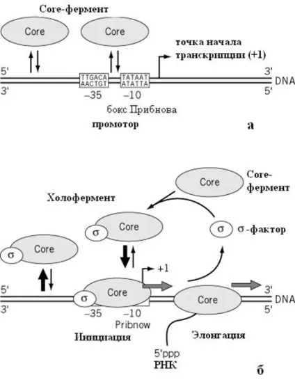 РНК-полімерази - студопедія