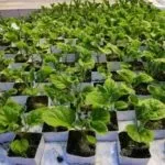 Роза поліантових вирощування з насіння в домашніх умовах (домашніх) Роза поліантових вирощування з насіння в домашніх умовах
