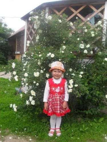 Роза колючий догляд, вирощування, полив, посадка в домашніх умовах (троянда) Роза колючий догляд, вирощування, полив, посадка в домашніх умовах